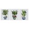 Stupell Industries Traditional House Plant Vases 3pc Canvas Wall Art Set Design by Fab Funky